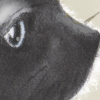 黒猫